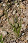 Largebracted plantain